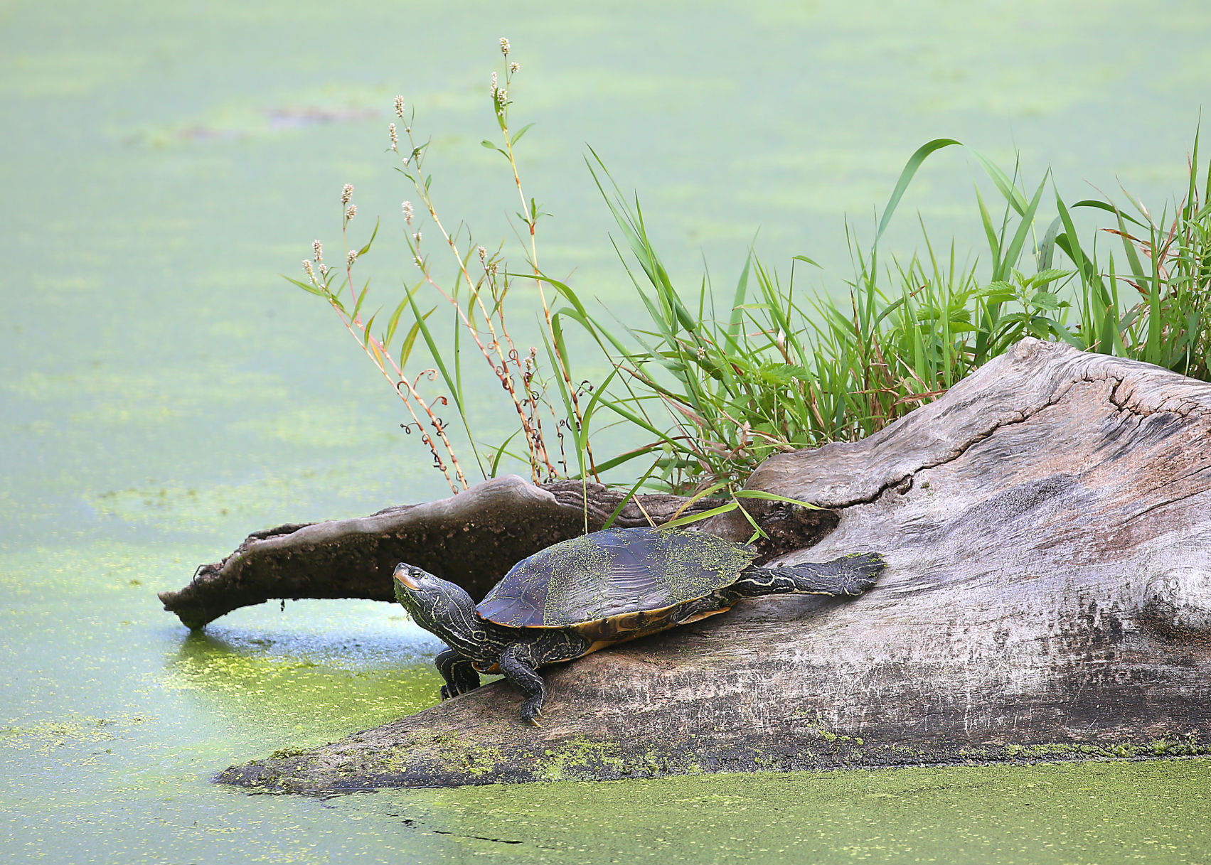 Wildlife in the La Crosse River marsh
